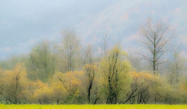 Gulin, Sylvia 아티스트의 USA-Washington State-North Bend Cottonwood and Willow trees in fall colors작품입니다.